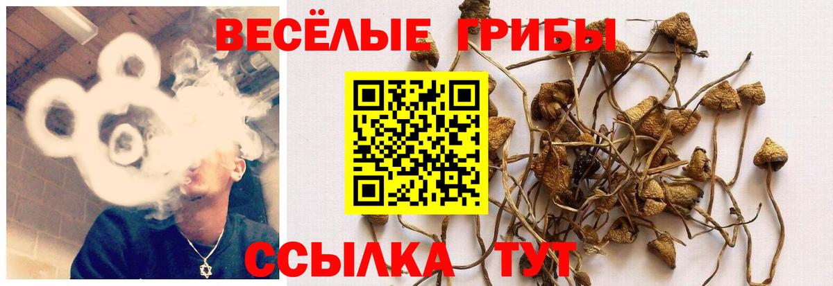 Галлюциногенные грибы Cubensis  Псилоцибиновые грибы прущие грибы  Морозовск 