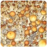 Псилоцибиновые (галлюциногенные)  грибы Psilocybin "Golden Teacher" в Морозовске